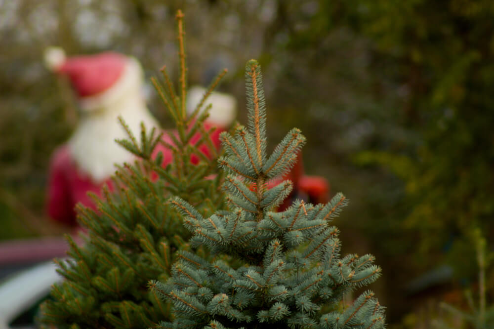 Christmas Tree at Runyans