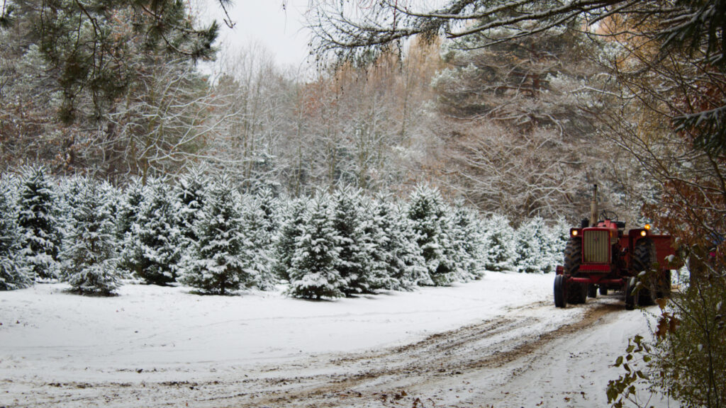 Red tractor pulling a hay wagon through a snowy Christmas tree field