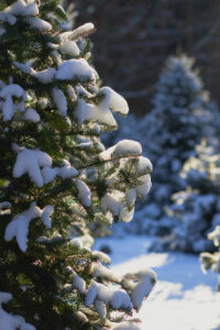 Snow-covered Fraser Fir at sunset.