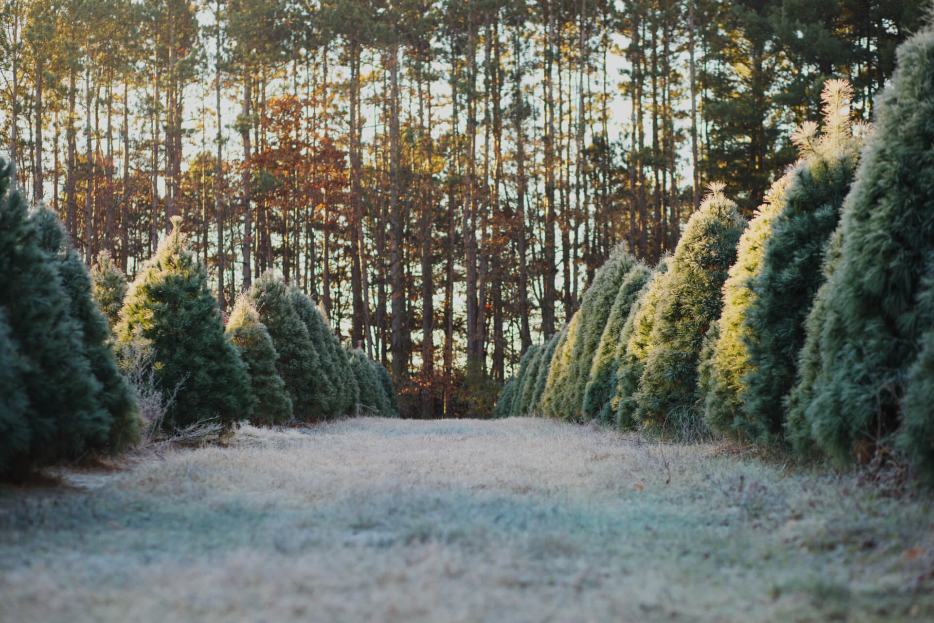 spring.816A2953.1920