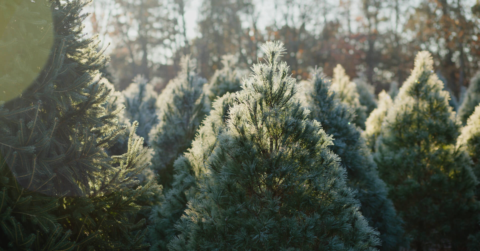 spring.816A2962.1920